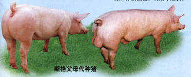 河北裕丰京安种猪公司